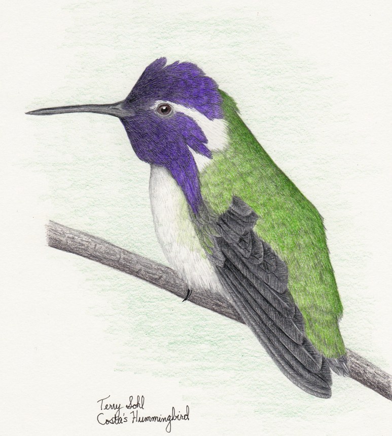 773x861 Costa's Hummingbird Drawing Dakota Birder - Hummingbird Drawing