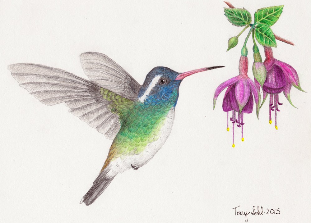1000x718 drawing white eared hummingbird dakota birder - Hummingbird Drawing