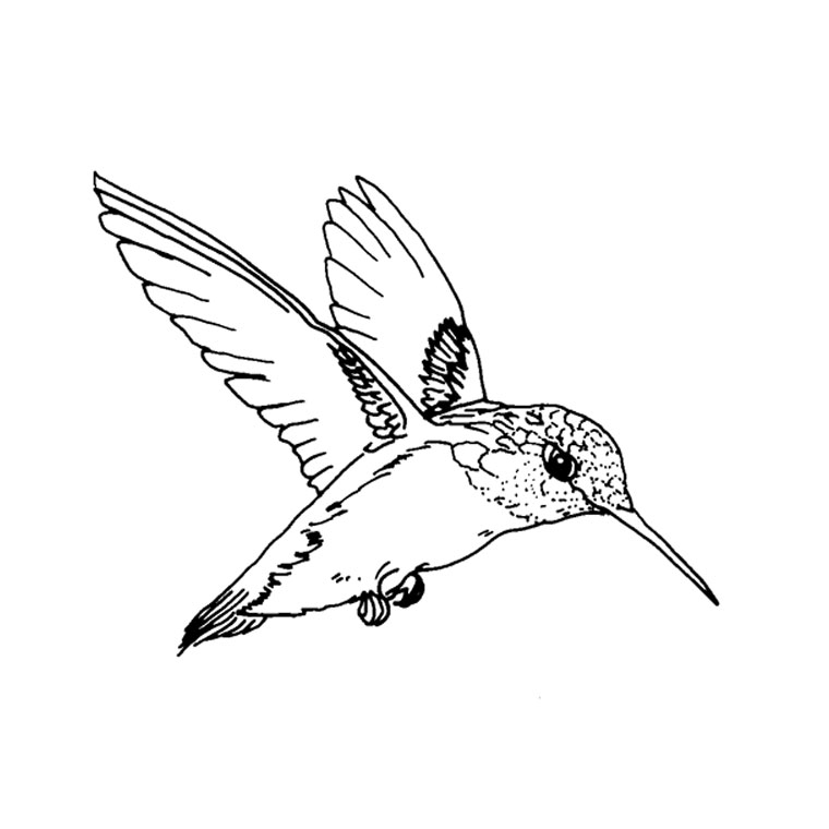 760x760 Hummingbird Clipart Two - Hummingbird Drawing Clip Art