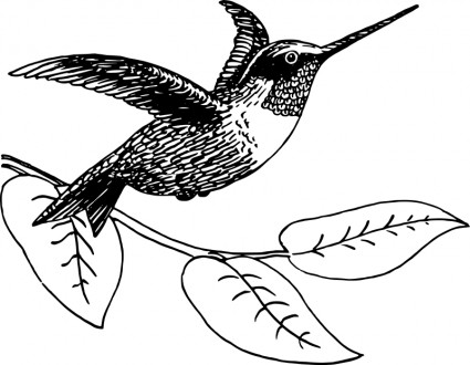425x330 Hummingbird Drawing Clip Art - Hummingbird Drawing Clip Art
