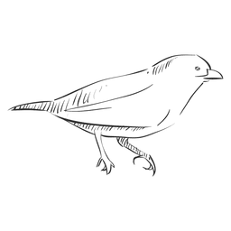 256x256 Hummingbird Drawing Clipart Free Clipart - Hummingbird Drawing Clip Art