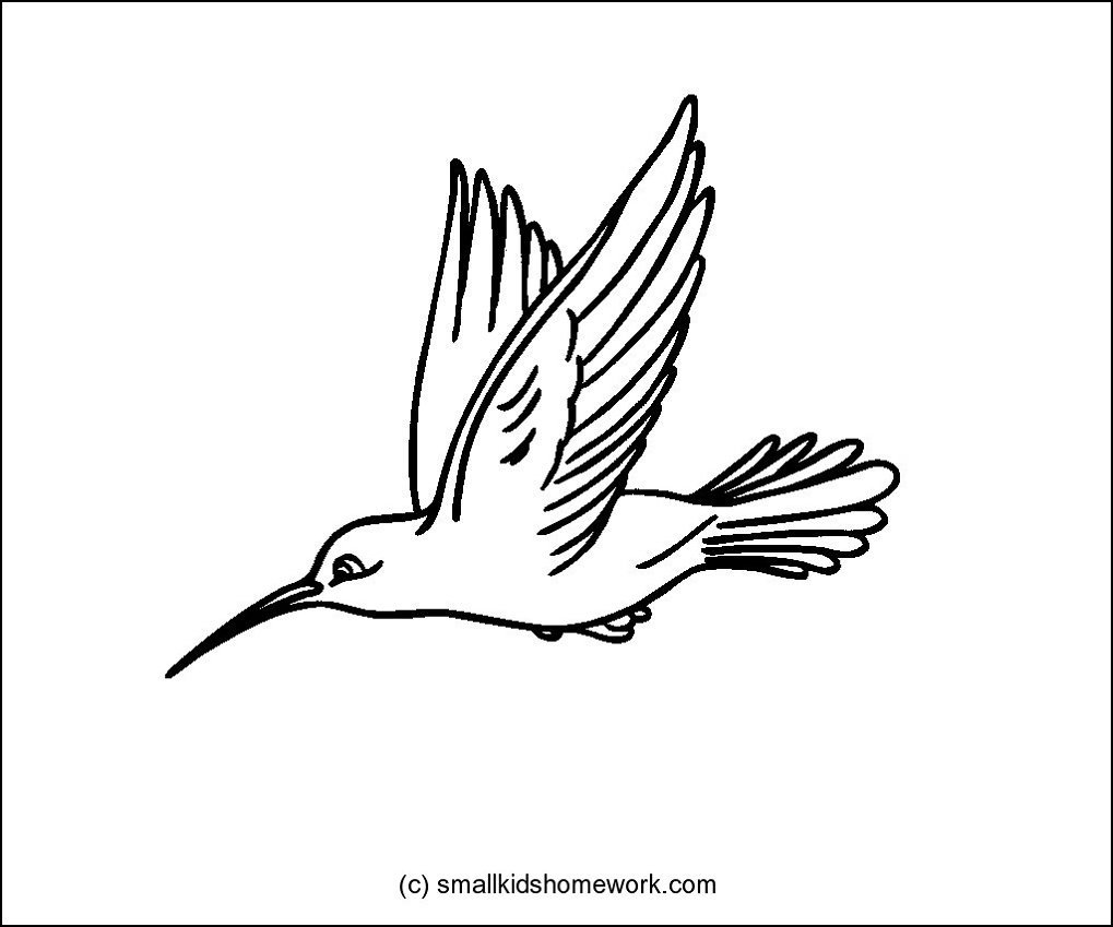 1019x849 Hummingbird Clipart Outline - Hummingbird Drawing Clip Art