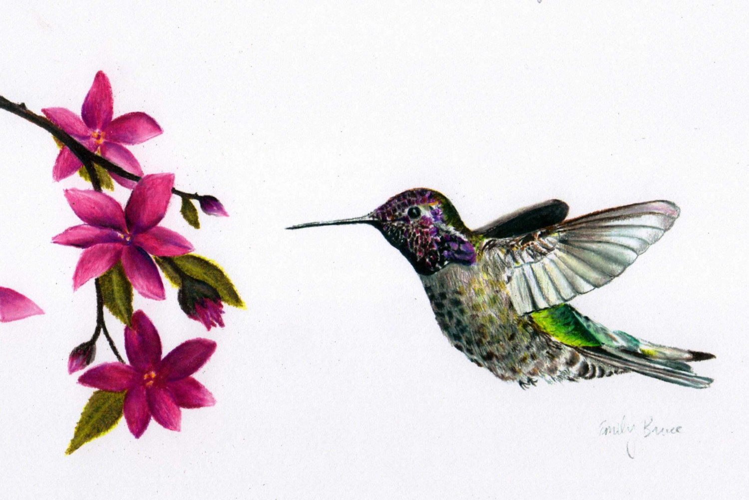 1500x1001 Drawn Hummingbird Draw In Color - Hummingbird Drawing Clip Art