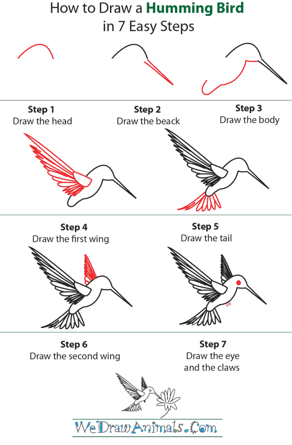 600x913 How To Draw A Hummingbird - Hummingbird Drawing Easy