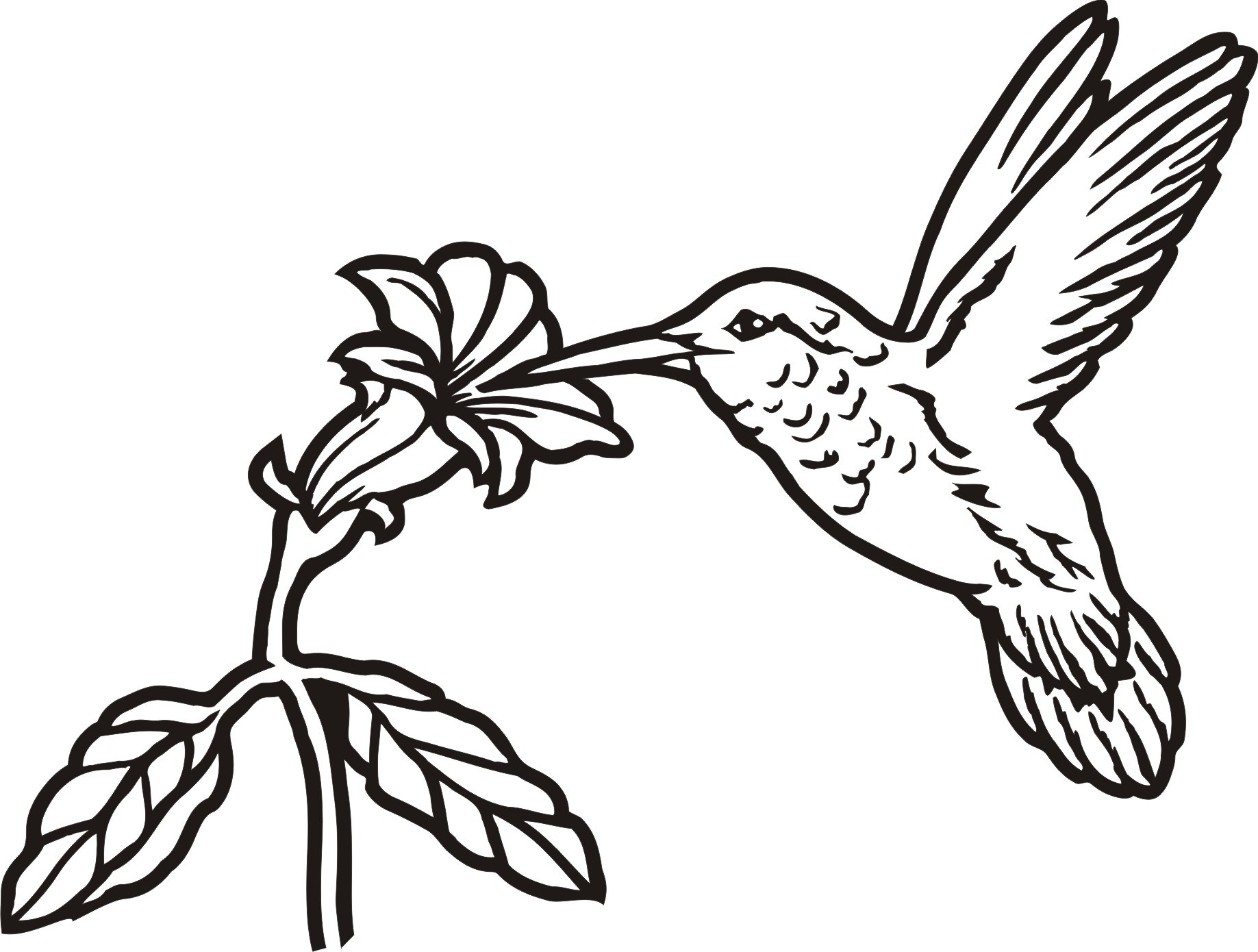 1837x1390 Hummingbird Drawing Easy Humming Bird Clipart Clipground - Hummin...