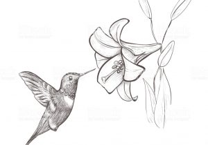 300x210 Hummingbird Drawing Easy Coloring Pages Humming Bird Drawing - Hummingbird Drawing Easy