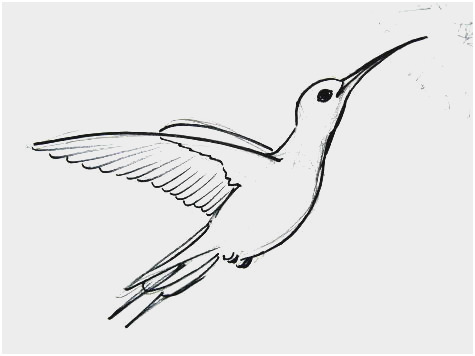 475x356 Hummingbird Drawing Tutorial Awesome How To Draw A Hummingbird - Hummingbird Drawing Easy