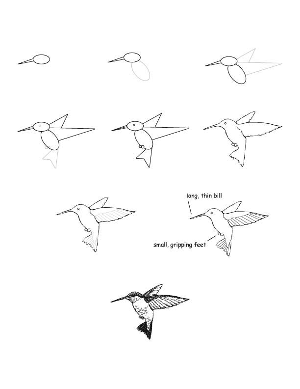 612x792 Point Out The Shapes As Drawn, Then Erase Lines To Fill - Hummingbird Drawing Easy