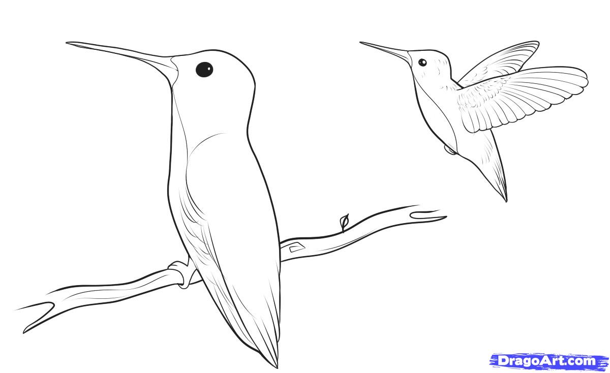 1200x734 How To Draw Hummingbirds, Step - Hummingbird Drawing Easy
