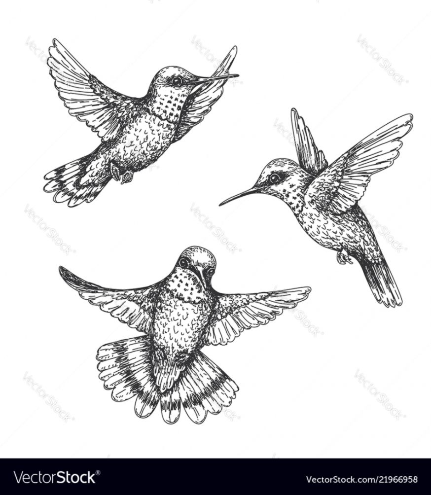 874x1004 Flying Hummingbird Drawing Wallpapers Beautiful - Hummingbird Drawing Images
