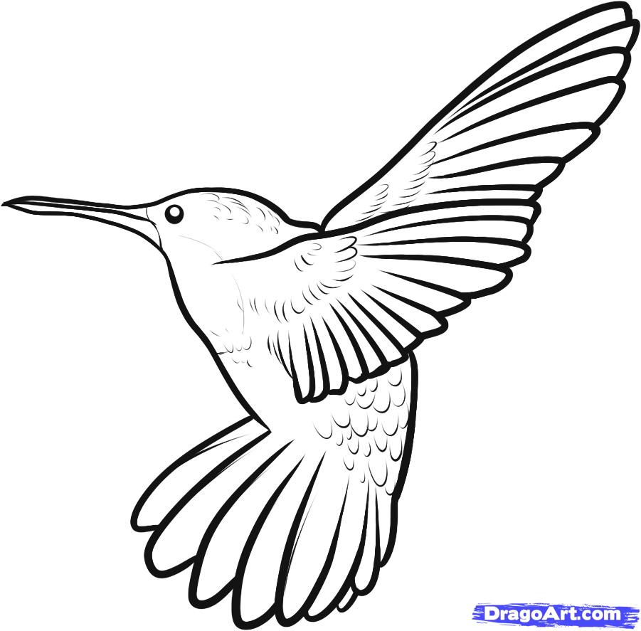 901x887 How To Draw A Hummingbird, Step - Hummingbird Drawing Images