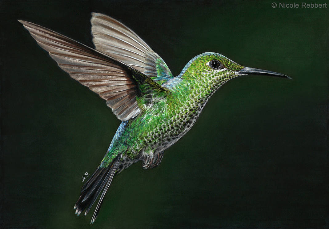1069x747 Hummingbird - Hummingbird Drawing Images