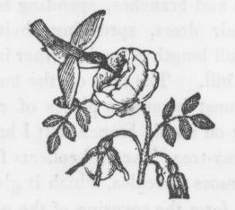 262x234 Hummingbird Drawing - Hummingbird Drawing Images