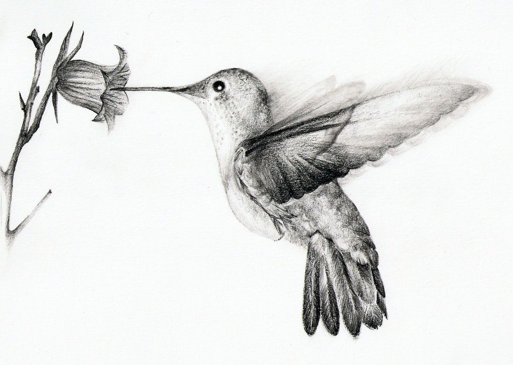 1024x729 Hummingbird Drawing Sketch Drawing Skill - Hummingbird Drawing Images