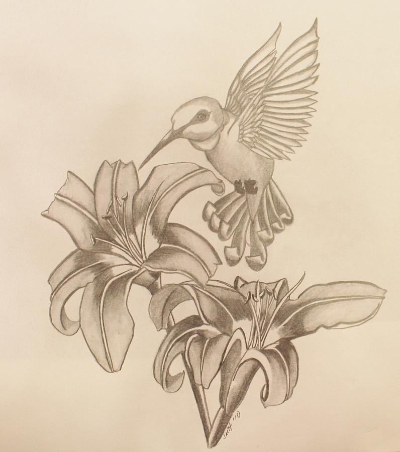 796x900 Hummingbird Drawing - Hummingbird Drawing Images