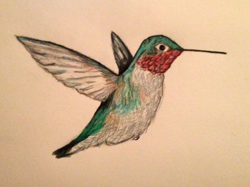 800x600 Hummingbird Drawing - Hummingbird Drawing Images