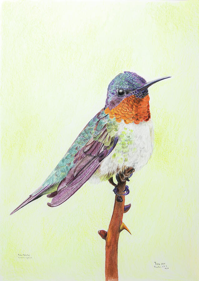 637x900 Hummingbird Drawing - Hummingbird Drawing Images