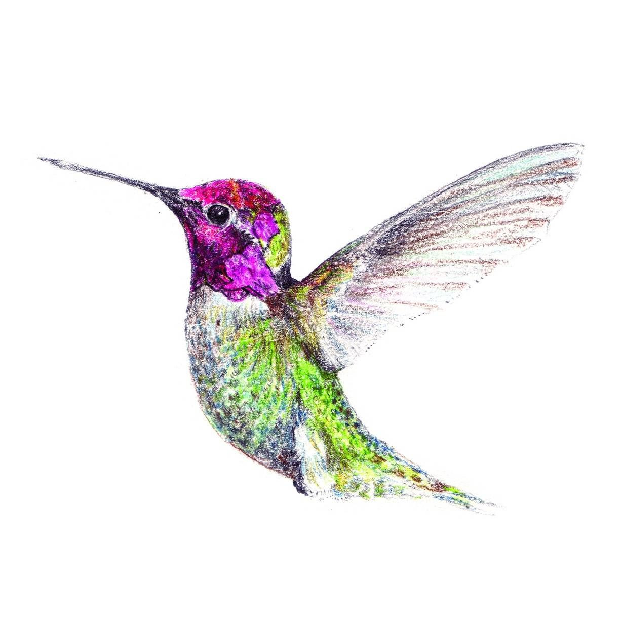 1228x1220 Hummingbird Drawings Unique Hummingbird Drawings Hummingbird - Hummingbird Drawing Images