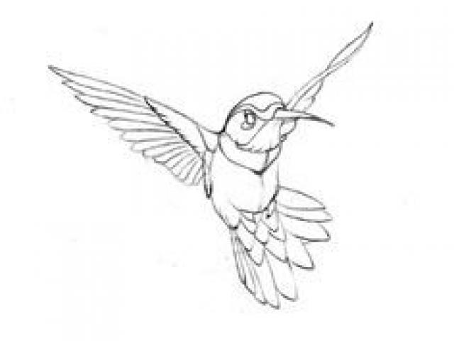 640x480 Drawn Hummingbird Outline - Hummingbird Drawing Outline