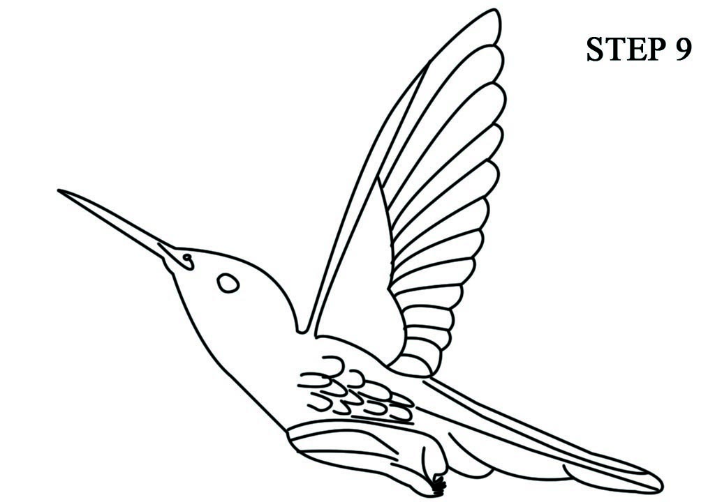 Hummingbird Drawing Outline at PaintingValley.com | Explore collection