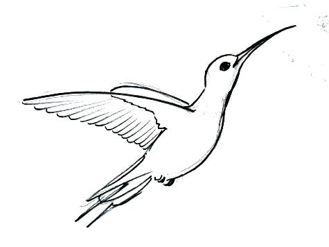 475x356 Hummingbird Drawing Hummingbird Drawing Step - Hummingbird Drawing Outline