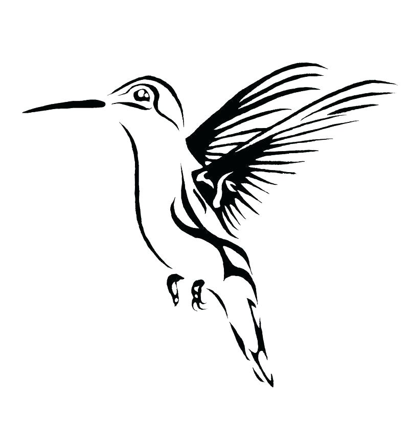 Hummingbird Drawing Outline at Explore collection