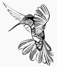 Hummingbird Drawing Outline at PaintingValley.com | Explore collection ...