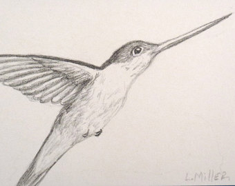 340x270 Items Similar To Hummingbird Outline Hummingbird Hummingbird - Hummingbird Drawing Outline