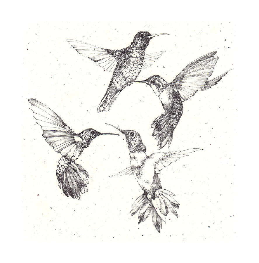 887x900 Little Hummers Drawing - Hummingbird Drawing Outline