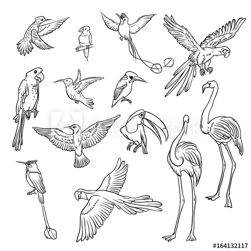 500x500 Vector Black And White Sketch Set Drawn - Hummingbird Drawing Outline