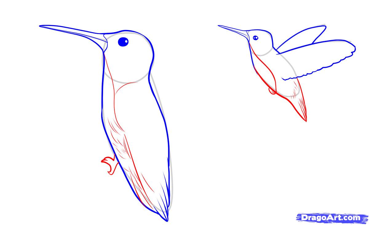 1200x734 How To Draw Hummingbirds, Step - Hummingbird Drawing Step By Step