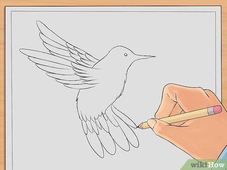 460x345 How To Draw Hummingbirds Steps - Hummingbird Drawing Step By Step