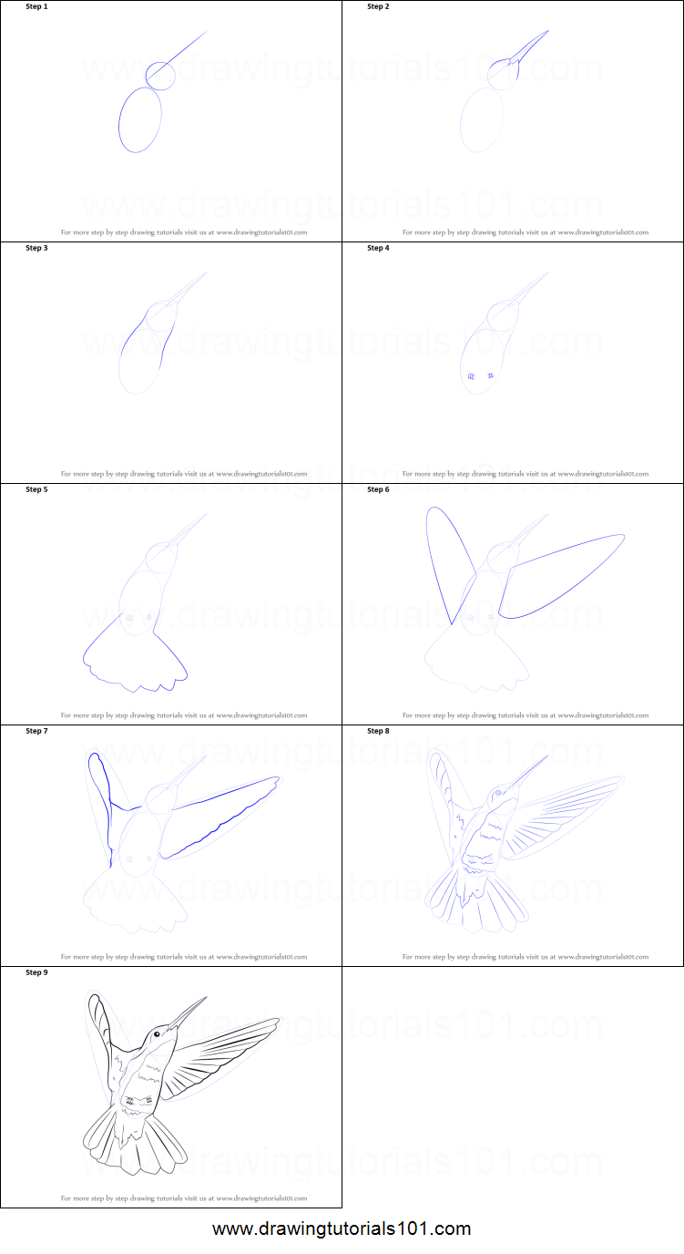 751x1376 How To Draw A Hummingbird Printable Step - Hummingbird Drawing Step By Step