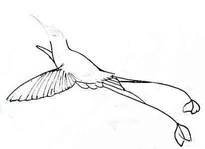 412x300 How To Draw A Hummingbird - Hummingbird Drawing Step By Step