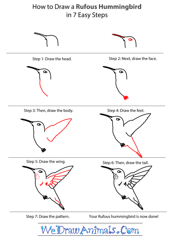 600x824 How To Draw A Rufous Hummingbird - Hummingbird Drawing Step By Step