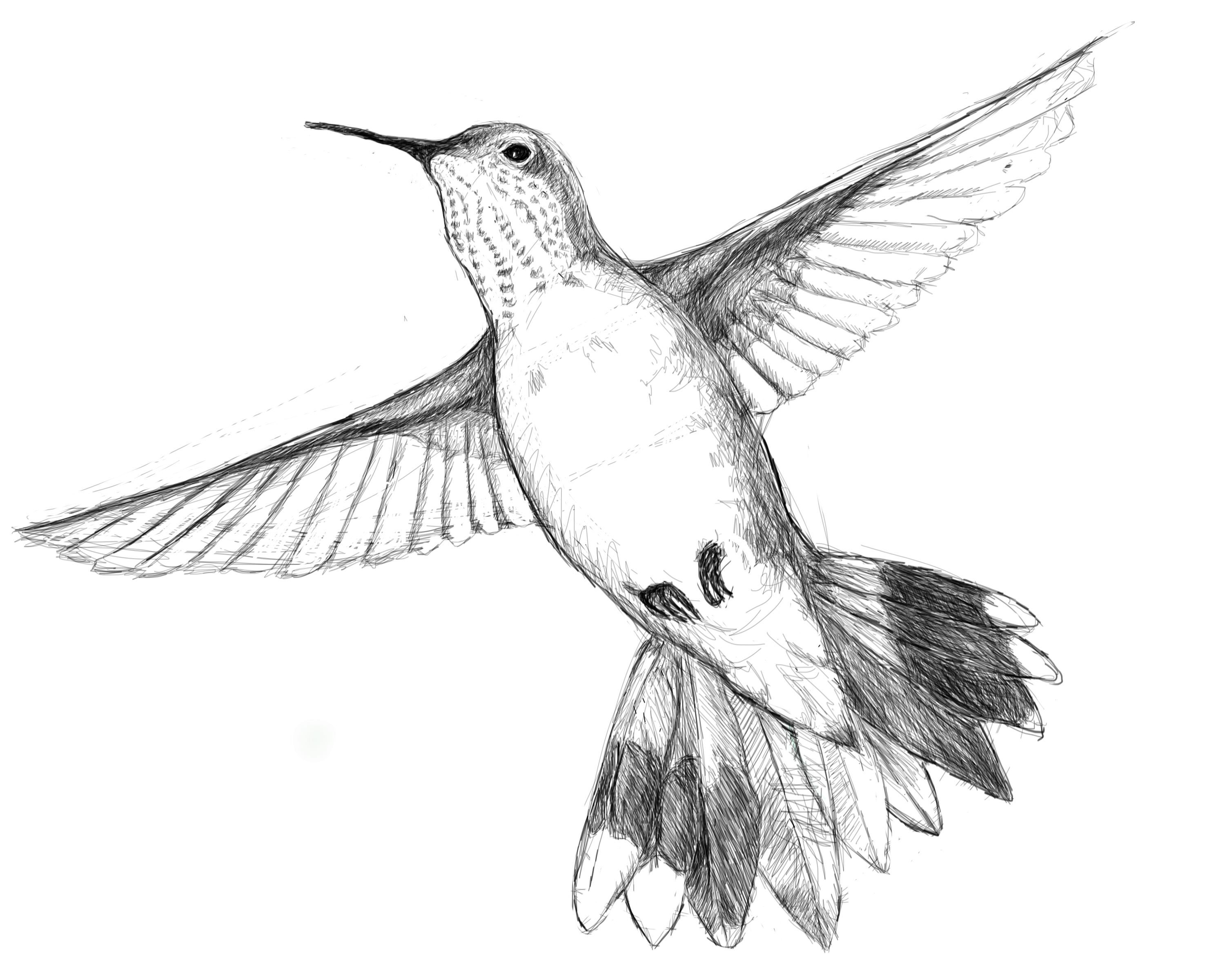 3000x2400 Hummingbird Drawing Easy Coloring Pages Humming Bird Drawing - Hummingbird Drawing Step By Step