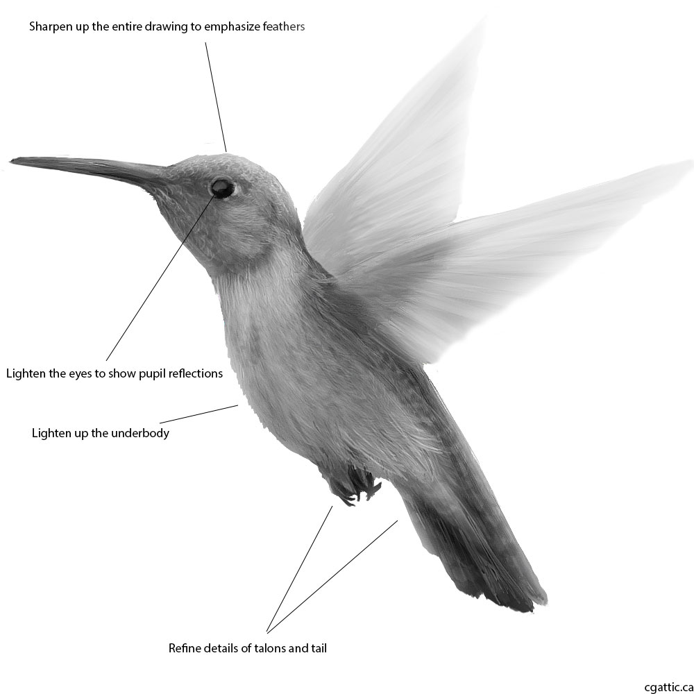 1000x1000 Realistic Hummingbird Drawing In Steps With Photoshop - Hummingbird Drawing Step By Step