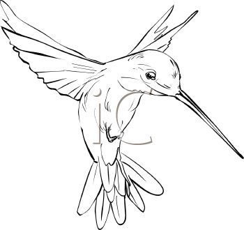 350x330 Simple Hummingbird Outline Tattoo Idea Tattoo Inspiration - Hummingbird Drawing Step By Step