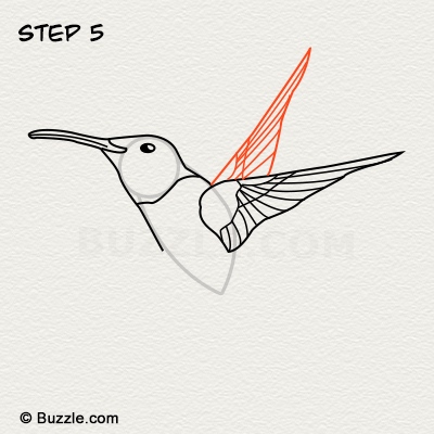 400x400 Step - Hummingbird Drawing Step By Step