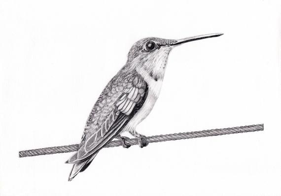 570x398 Digital Wall Art Print Of Hummingbird Pencil Drawing Etsy - Hummingbird Drawings In Pencil