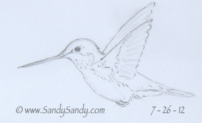 700x429 Drawing Everyday A Kitten, A Horse And Two Hummingbird Drawings - Hummingbird Drawings In Pencil