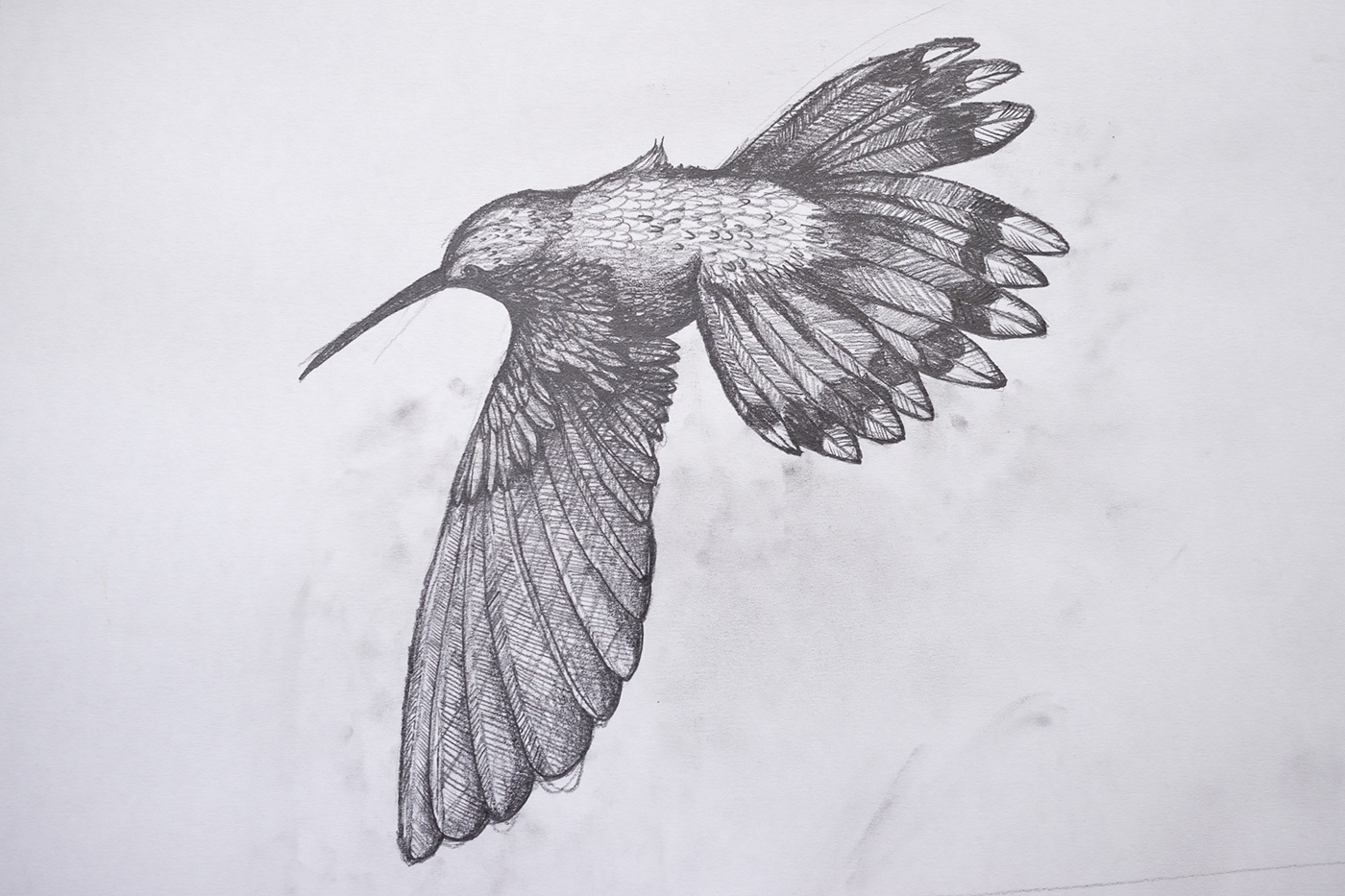 1400x933 Drawings Salma Ahmad Caller - Hummingbird Drawings In Pencil