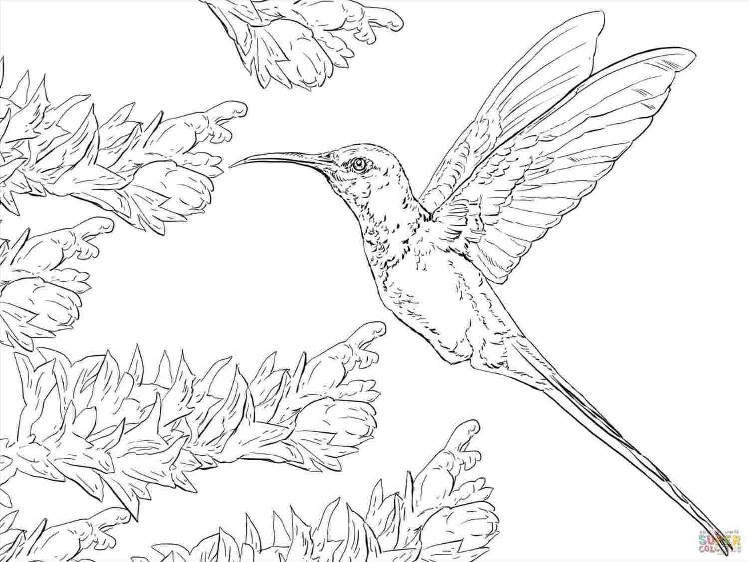 1501x1126 Easy To Draw A Hummingbird Drawing With Color Pencils - Hummingbird Drawings In Pencil