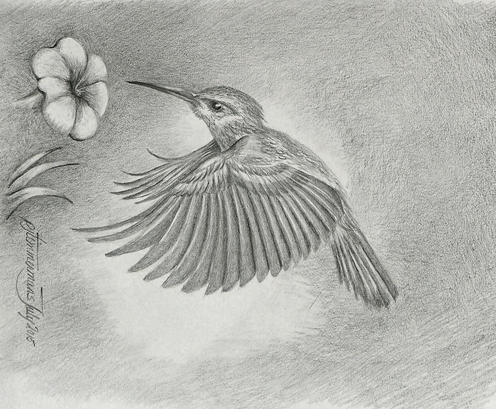1000x825 Hummingbird - Hummingbird Drawings In Pencil