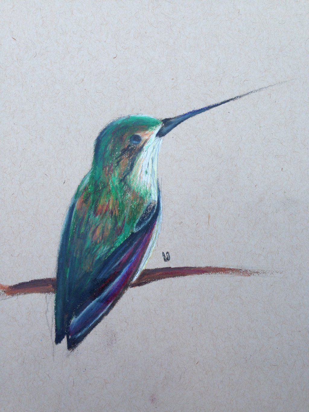 1024x1365 Hummingbird Color Drawings Hummingbirds Drawings - Hummingbird Drawings In Pencil