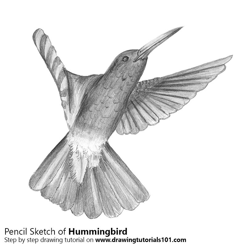 800x800 Hummingbird Pencil Drawing - Hummingbird Drawings In Pencil