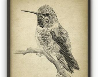 340x270 Hummingbird Drawing Etsy - Hummingbird Drawings In Pencil