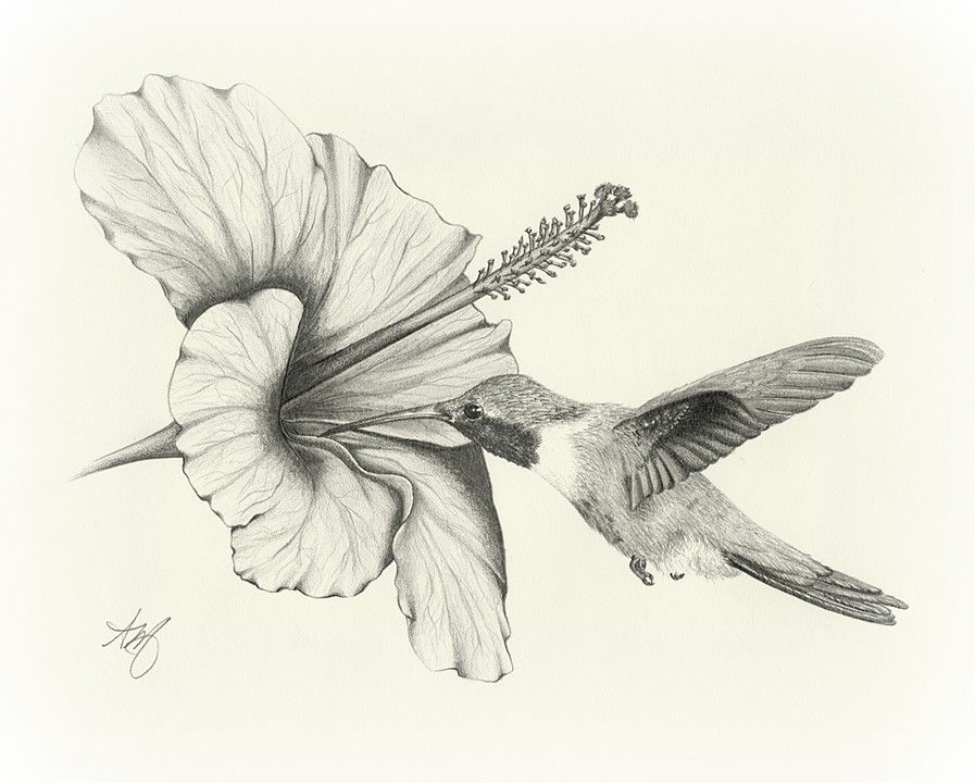 897x720 Hummingbird With Hibiscus Sold Drawing Pencil Drawings - Hummingbird Drawings In Pencil