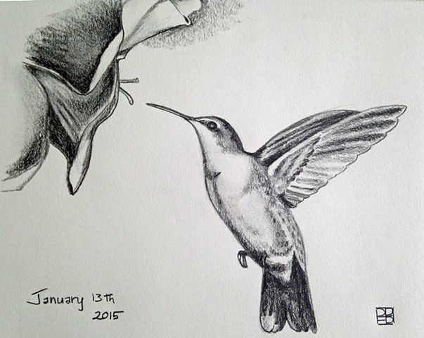 603x480 Pe Baldwin Art - Hummingbird Drawings In Pencil