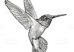 300x210 Pencil Sketch Hummingbird Hummingbird Pencil Drawing Hummingbird - Hummingbird Drawings In Pencil